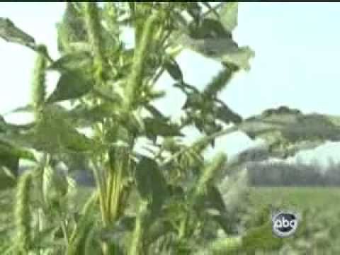 Pig Weed Threatens the Agriculture Industry by Overtaking Fields of Crops - ABC News