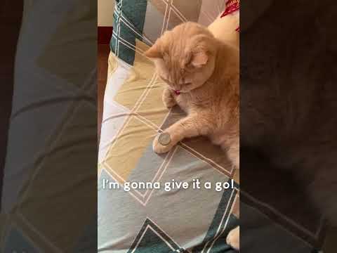 Amazing Cat Performs Magic Trick! #Cats #Tricks