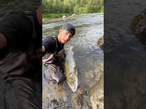 Big salmon in norway! #laksefiske #fishing #salmonfishing #troutfishing #flyfishing