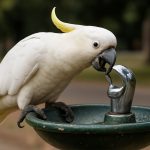 Sydney’s Genius Cockatoos Stun Scientists by Hacking Public Drinking Fountains—Here’s How They Do It